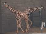 Giraffe0