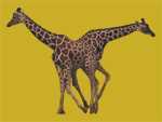 Giraffe1