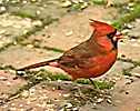Cardinal on bricks
