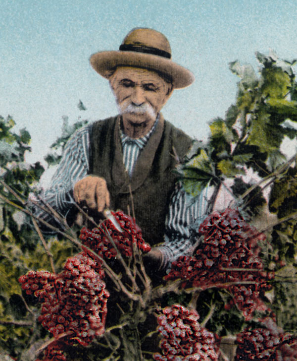 man using knife on ripe grapes
