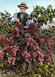 Man with ripe grapes on vine