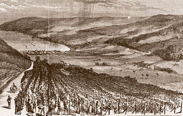 vineyard on slope