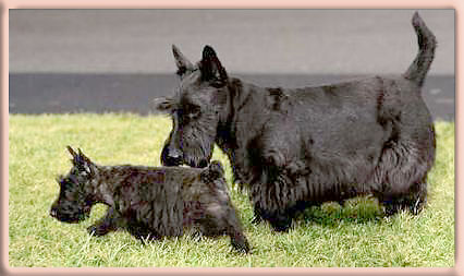 presidential dogs