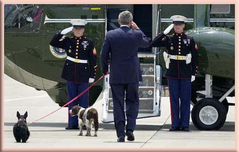 presidential dogs