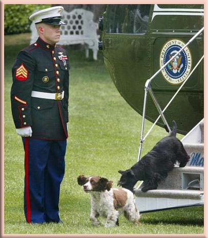 presidential dogs