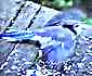 baby blue jay