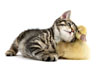kitten and duckling