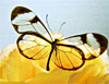 transparent butterfly