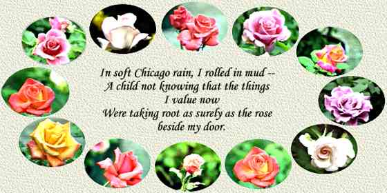 In soft Chicago
rain, I rolled in mud - a child not
knowing that those things I value now were taking root as surely
as the rose beside my door.