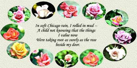 In soft Chicago
rain, I rolled in mud - a child not
knowing that those things I value now were taking root as surely
as the rose beside my door.